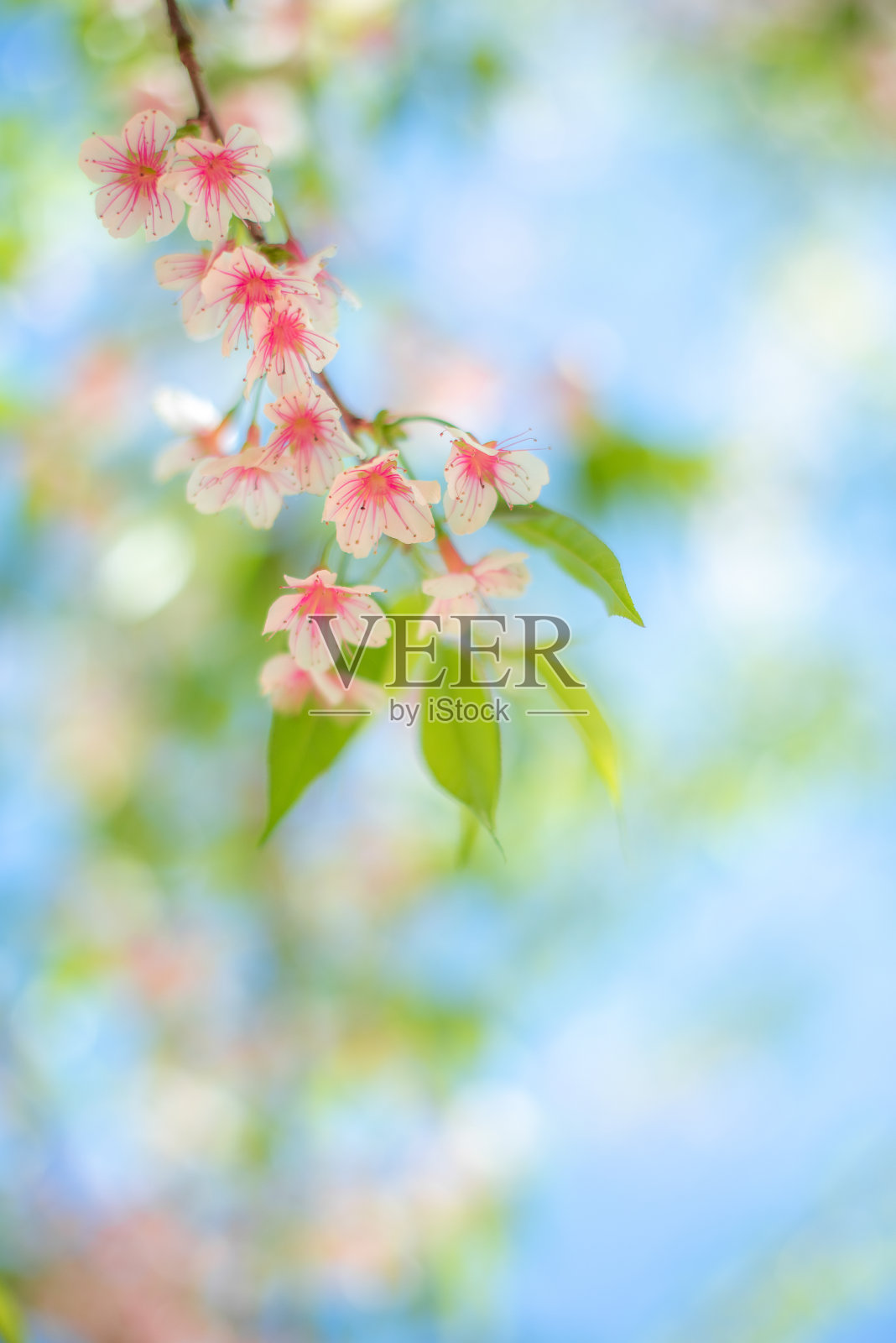 绿叶做背景和墙纸照片摄影图片