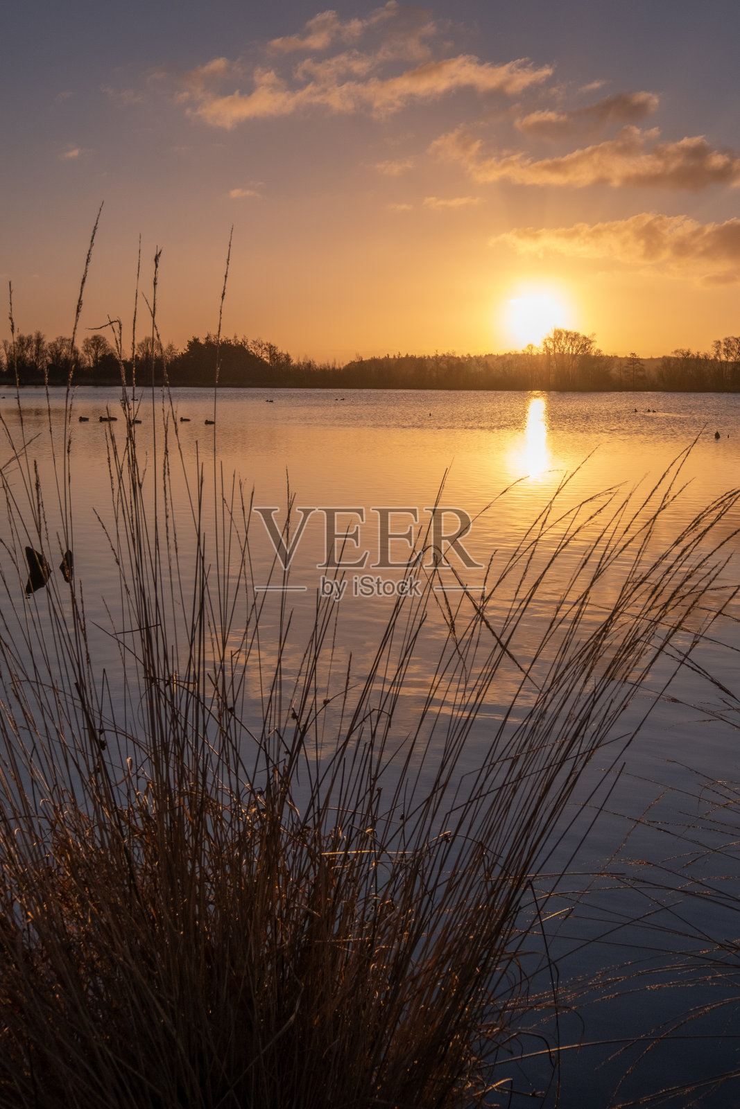 风景的剪影看日落在一个湖，水的倒影，鸟在水中的剪影，移动的草在前景Fochteloerveen，荷兰照片摄影图片