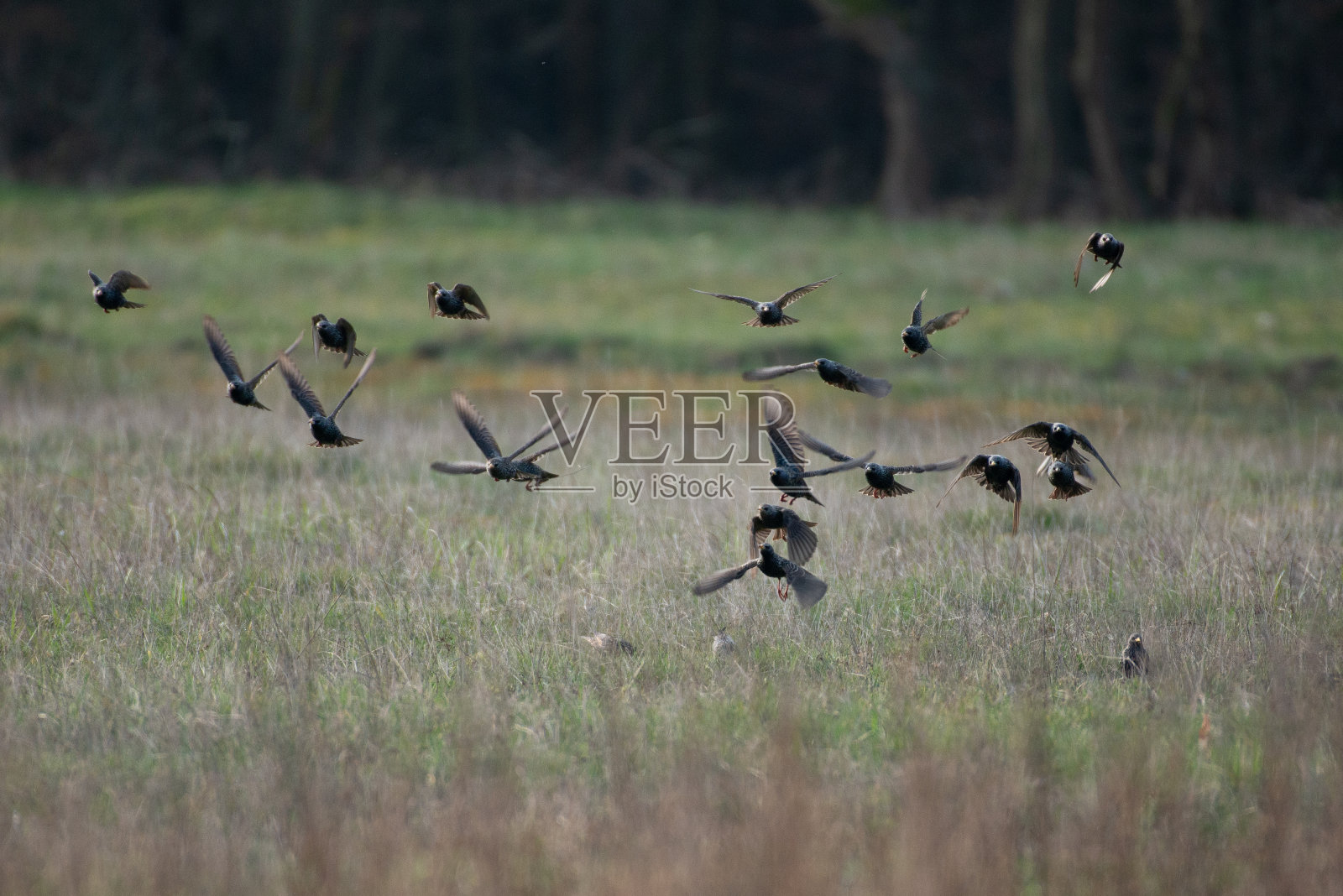 蜂群盯着着陆照片摄影图片