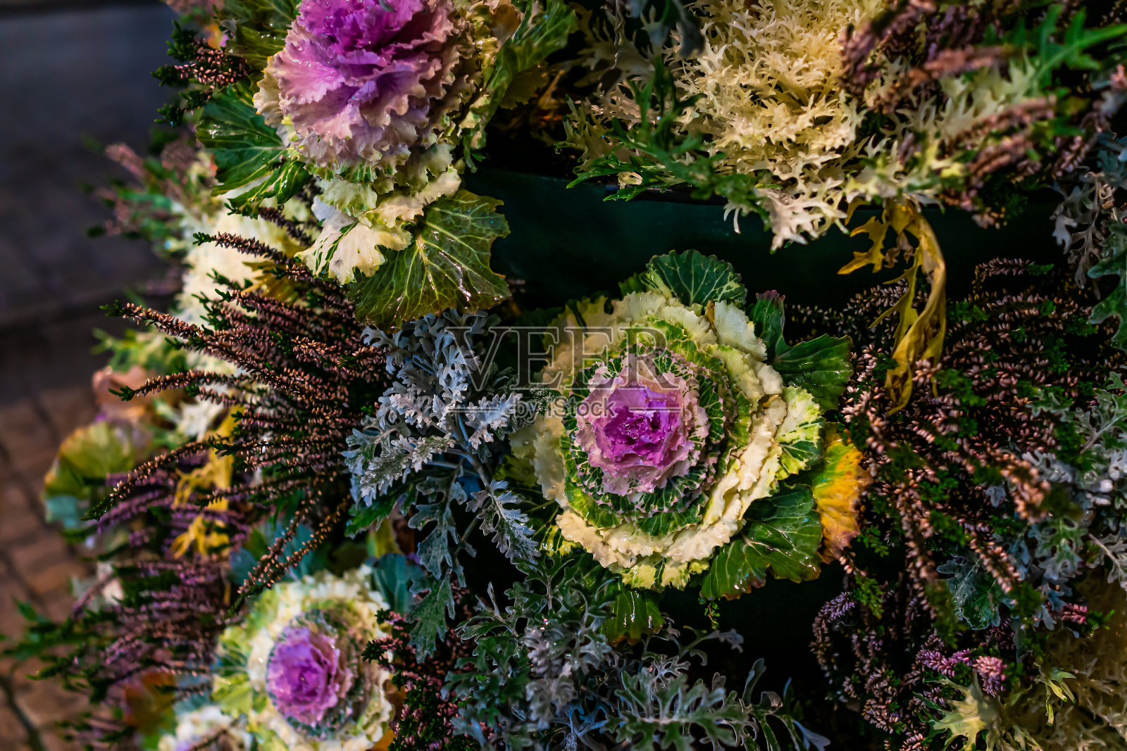 紫羽衣甘蓝冬天在波兰华沙郊外的花园街塔中过夜照片摄影图片