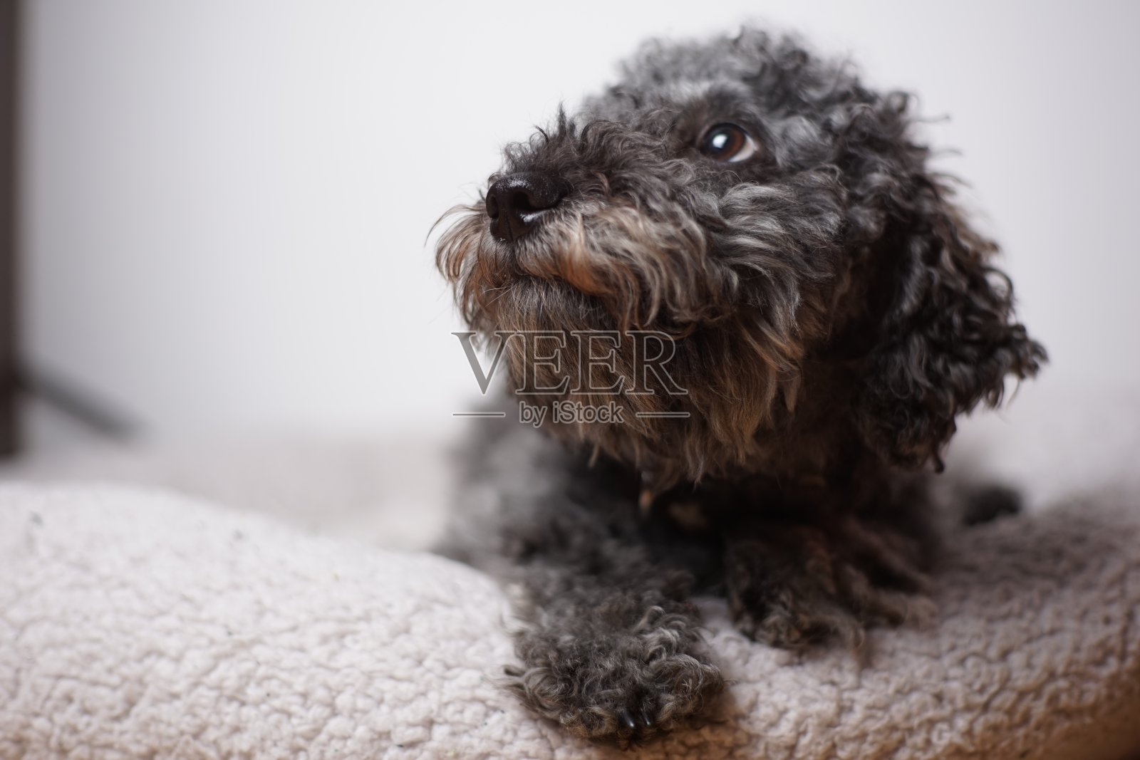 一个年轻可爱的灰色侏儒狮子狗的肖像与泰迪熊剪照片摄影图片