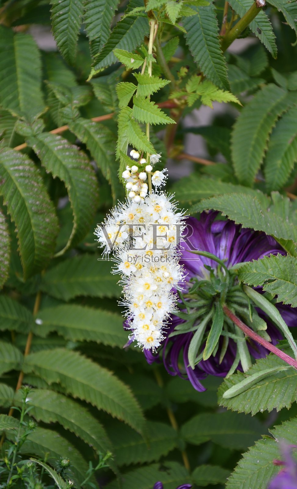 索巴利亚的白花照片摄影图片