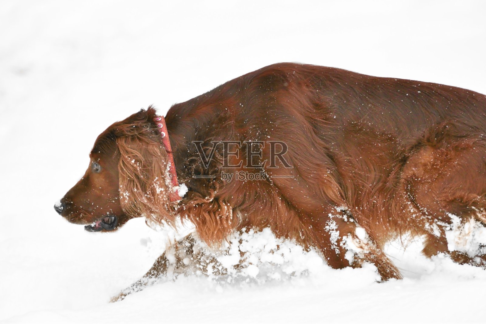 爱尔兰红色Setter照片摄影图片