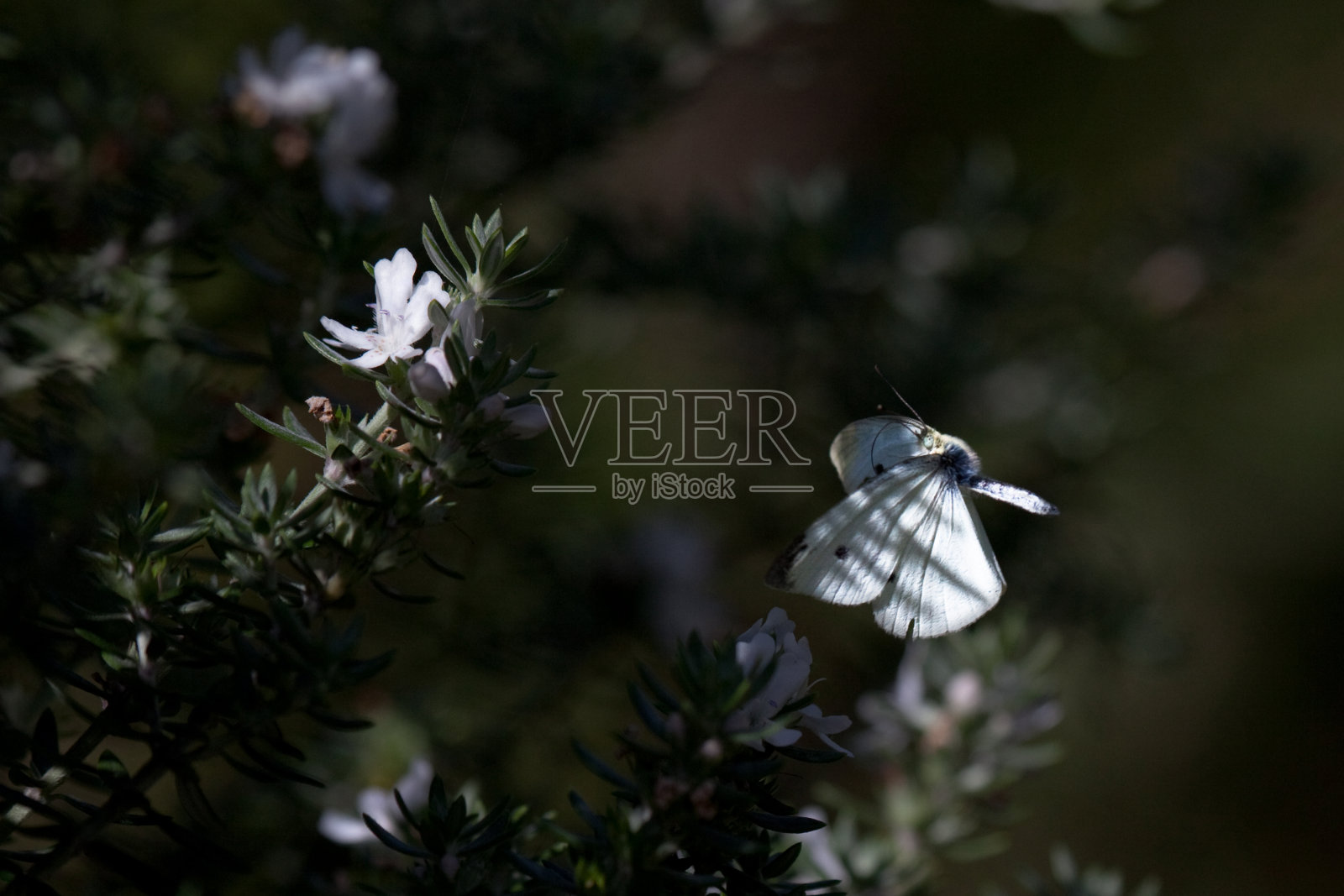 白色的蝴蝶照片摄影图片