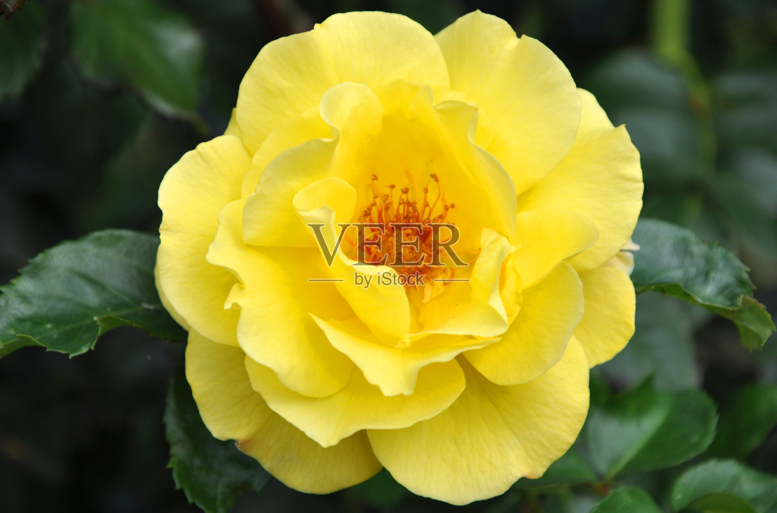 黄玫瑰花朵照片摄影图片