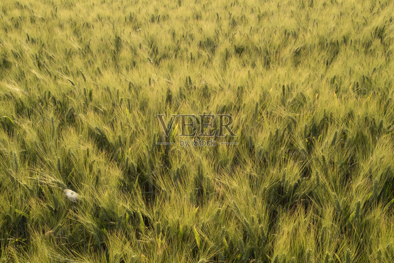 场照片摄影图片