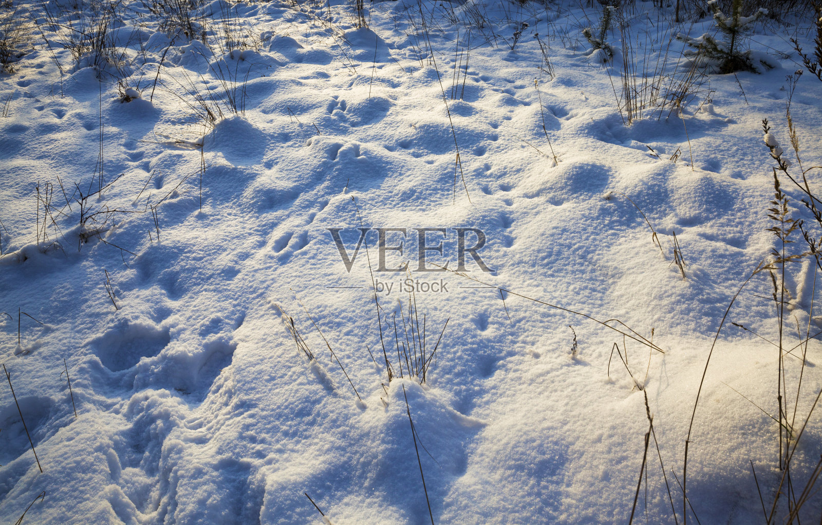 长满青草的野地照片摄影图片