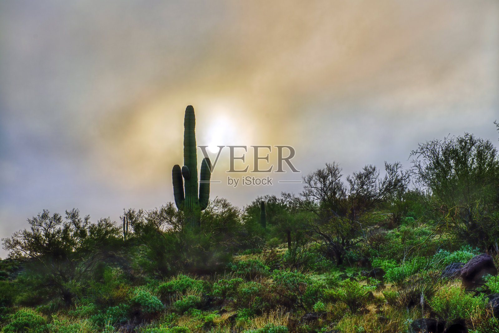 雾中日出的仙人掌照片摄影图片