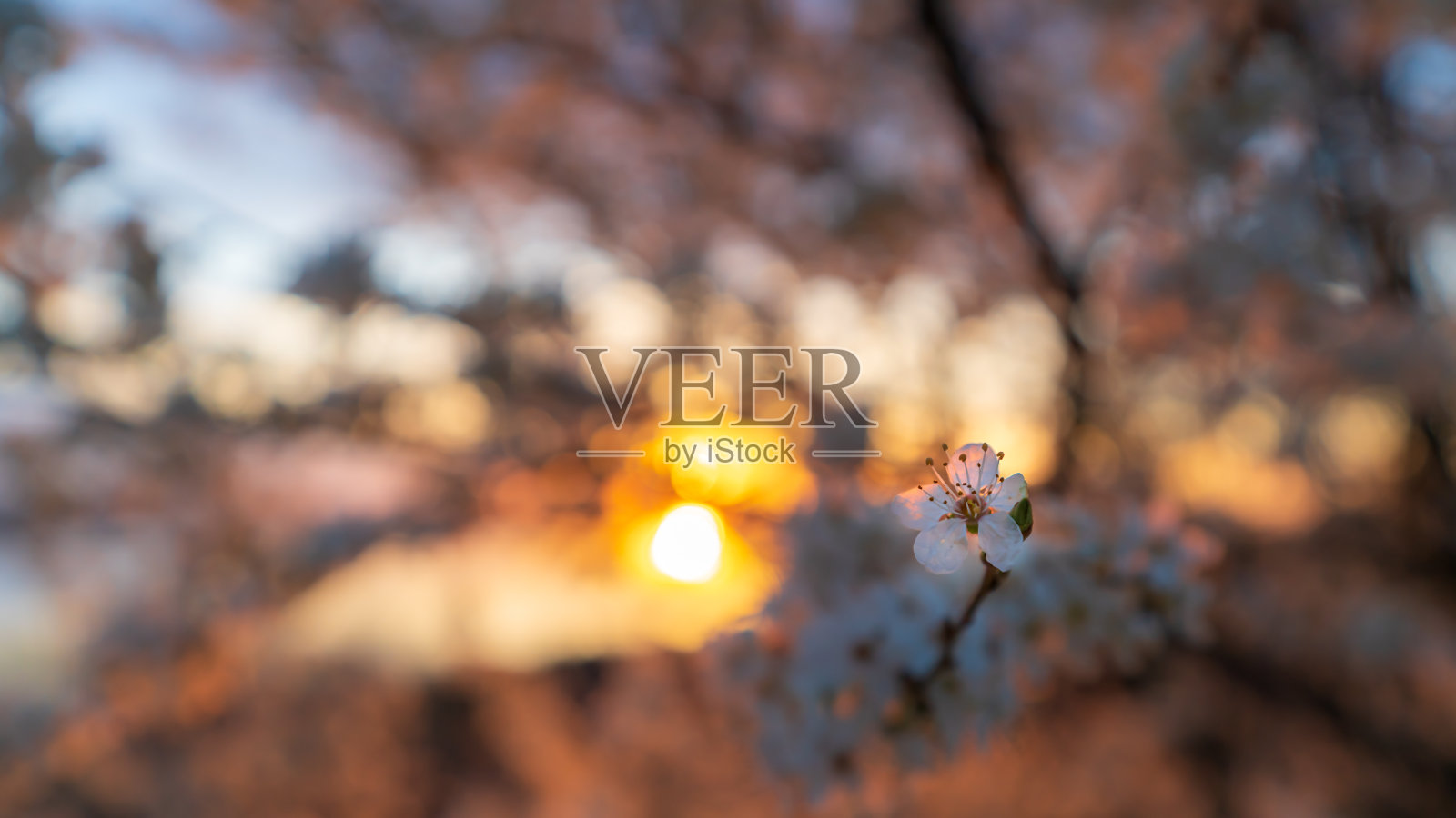 樱花在晚霞中绽放照片摄影图片