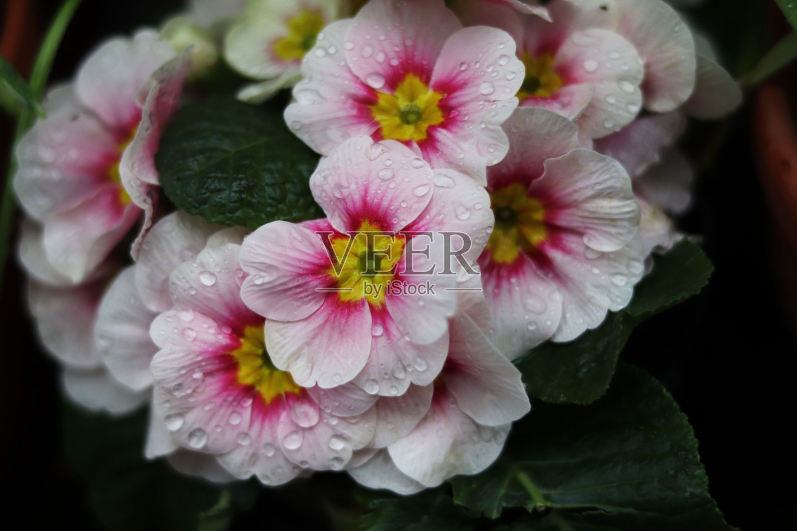 报春花苗木在店里照片摄影图片