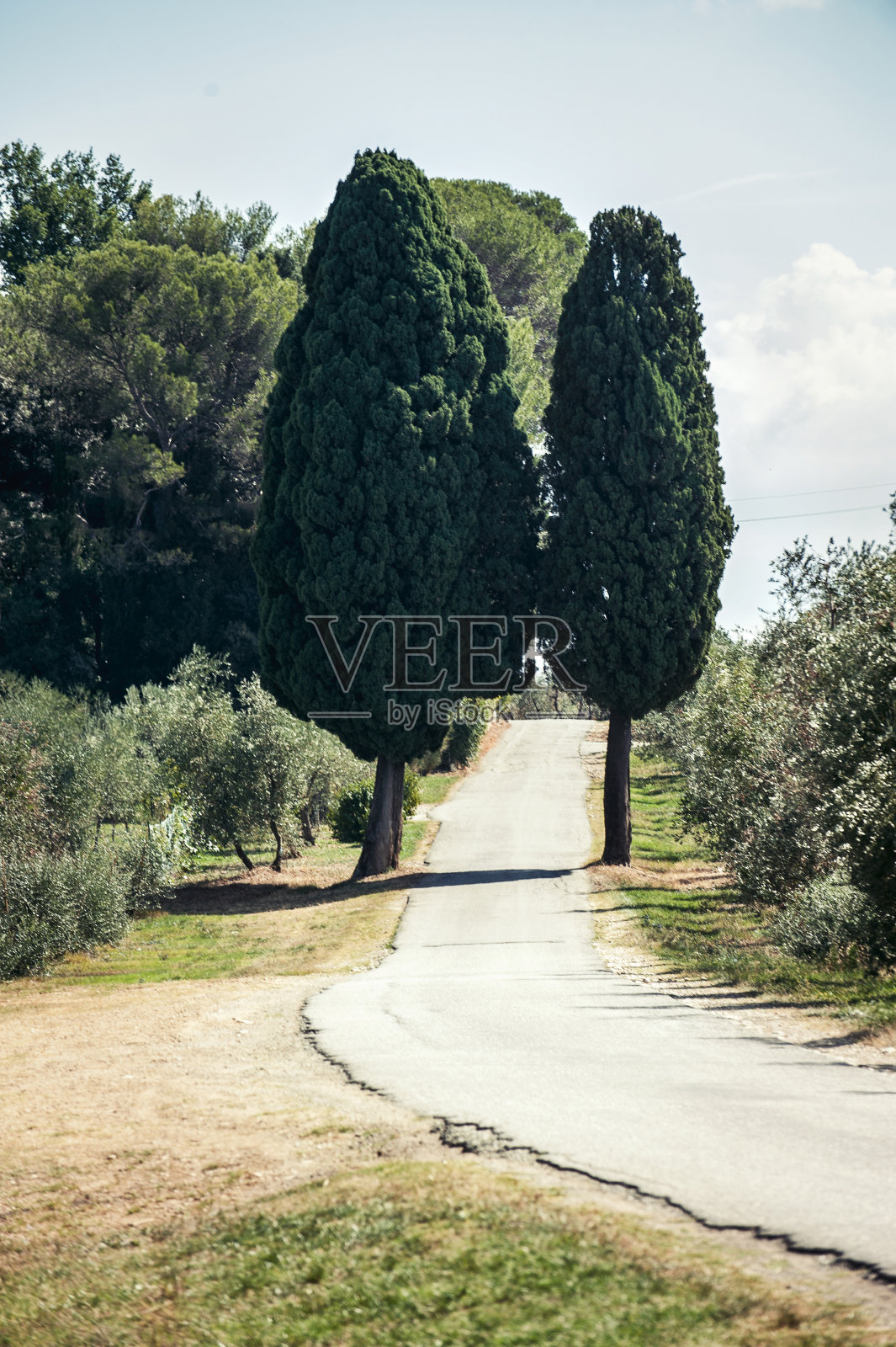 典型的托斯卡纳乡村，有常青的柏树和人行道照片摄影图片
