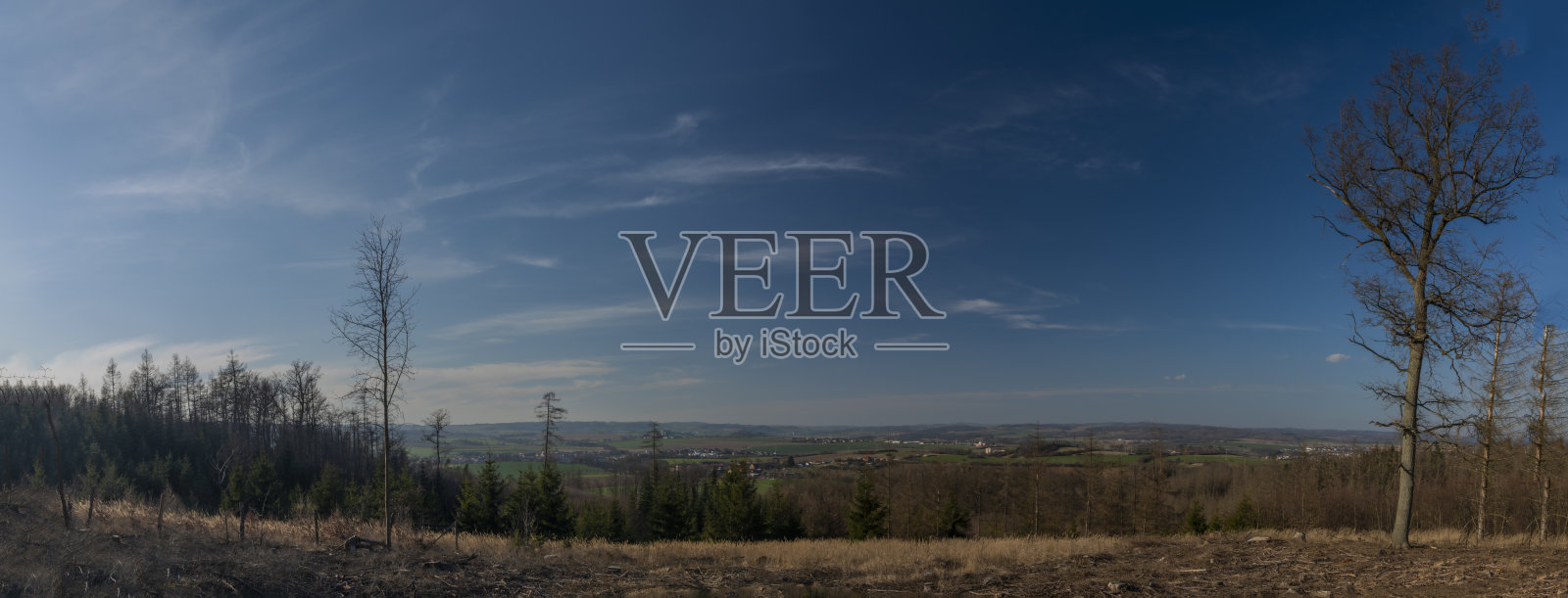 景观与树皮甲虫后砍伐森林照片摄影图片