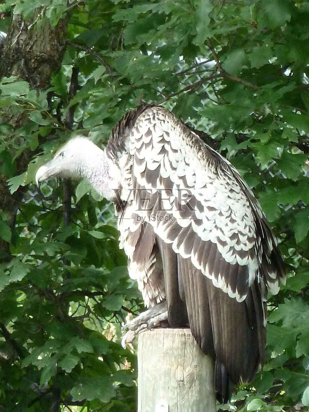 秃鹰照片摄影图片