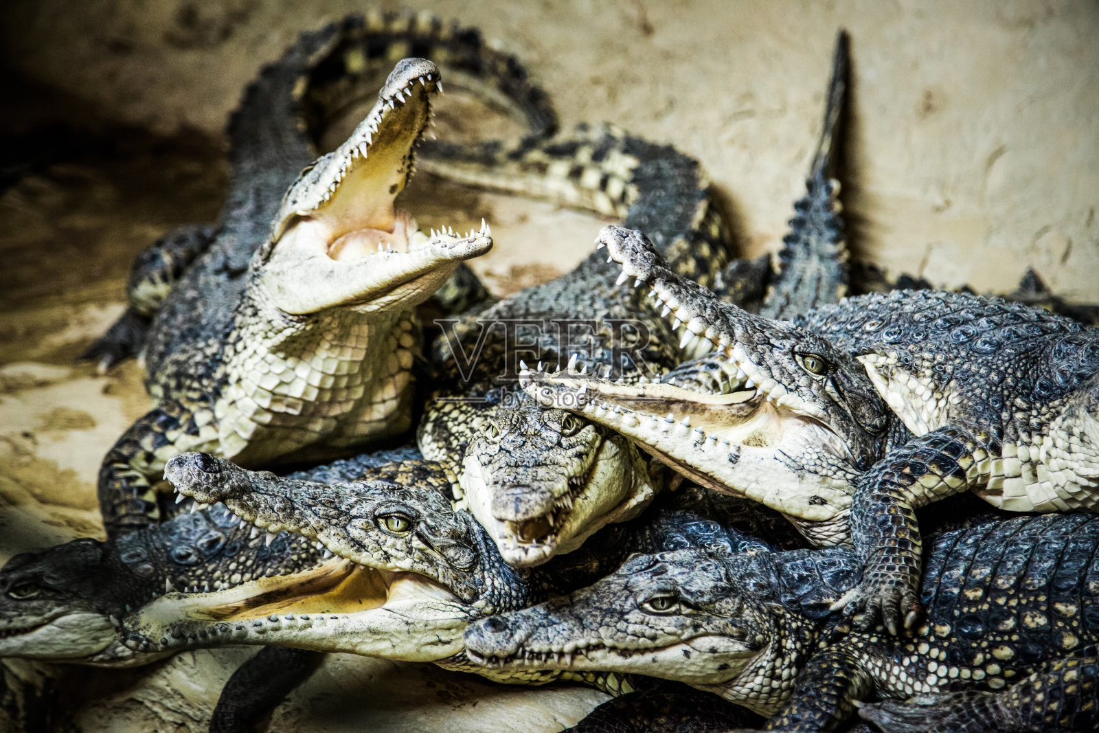 几只张大嘴巴的鳄鱼照片摄影图片