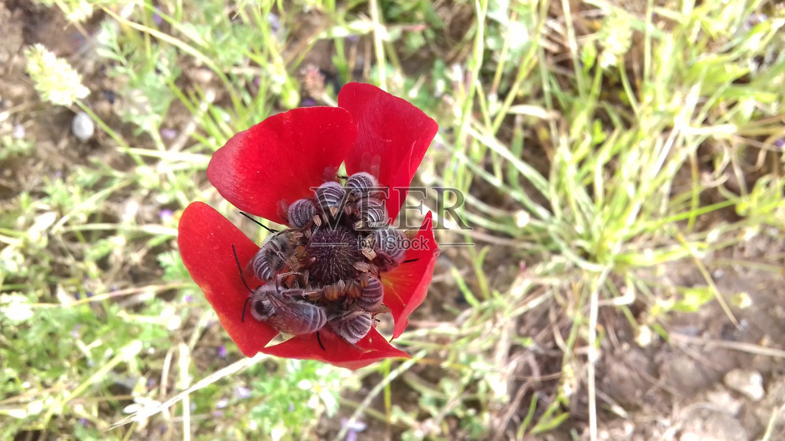蜂群4照片摄影图片