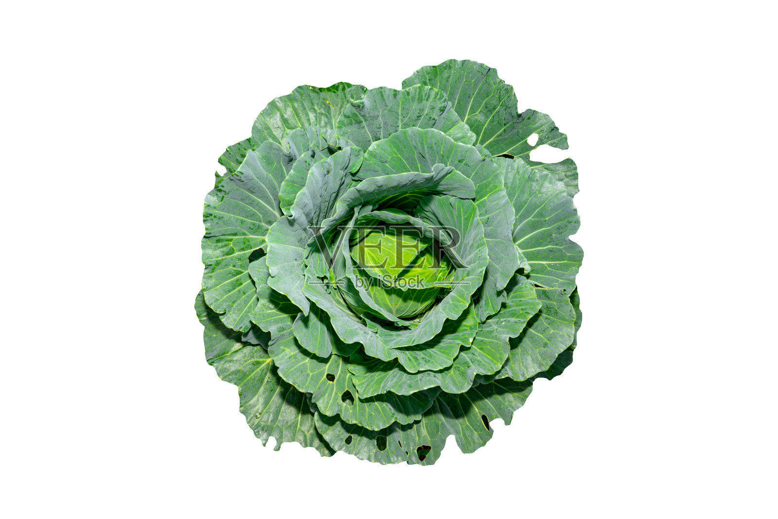 蔬菜概念，有机卷心菜蔬菜孤立白色背景为良好的健康，俯视图概念，绿色白色卷心菜为烹饪食物，以素食，美丽的叶和头植物的收获照片摄影图片