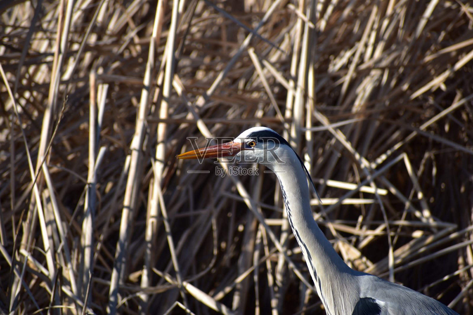 苍鹭照片摄影图片