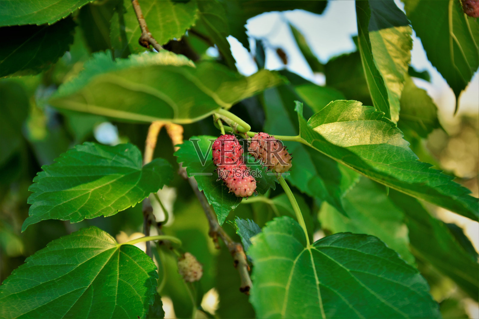 后院桑树成熟的果实和叶子照片摄影图片