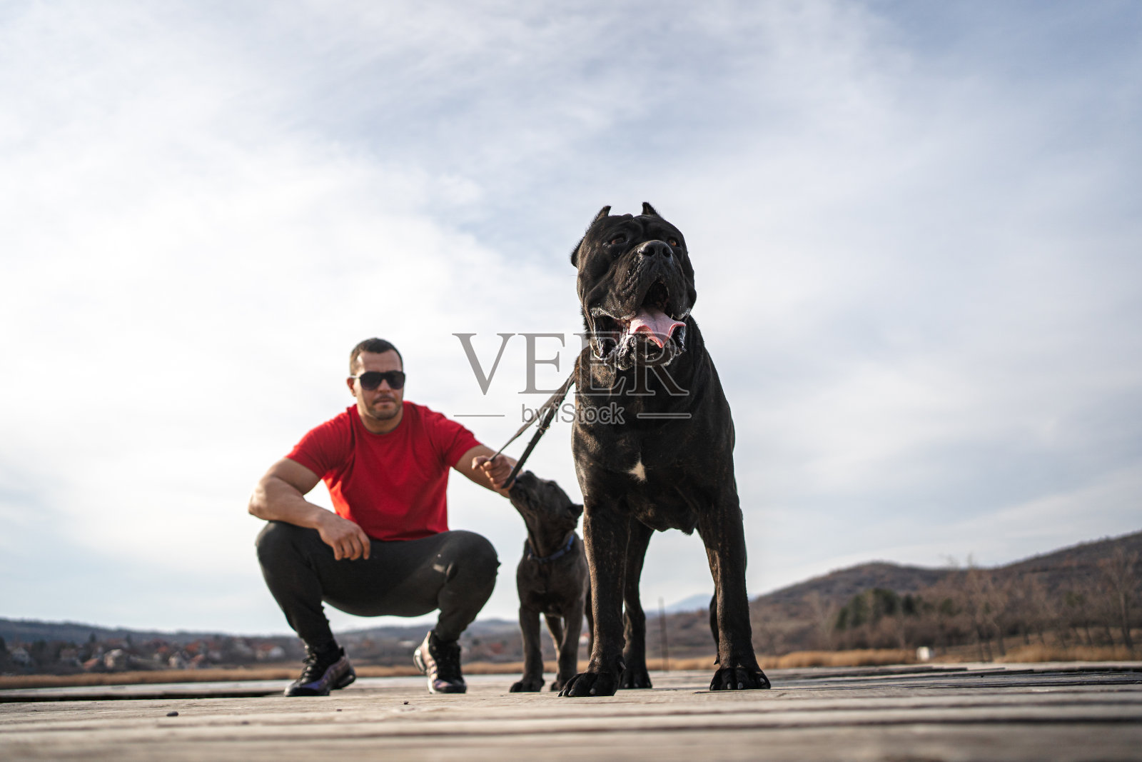 肌肉发达的男人带着两只甘蔗狗在户外照片摄影图片
