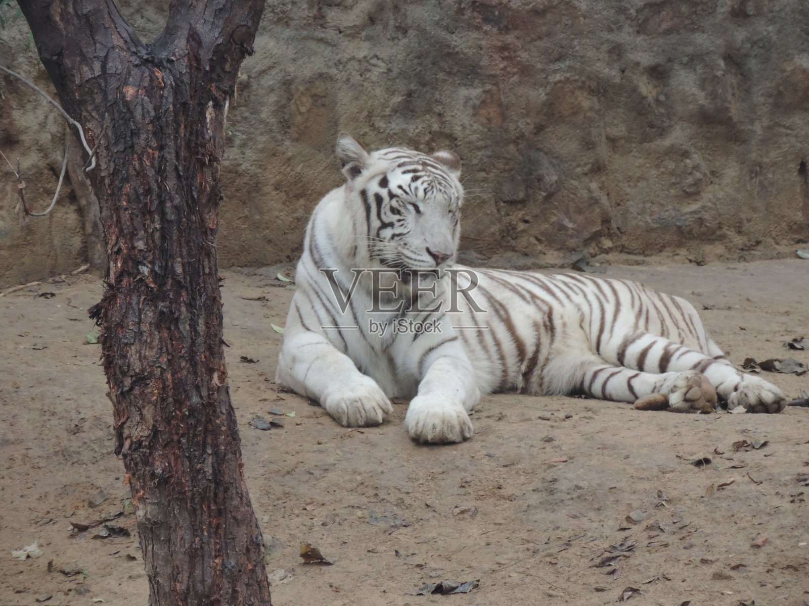 野生动物照片摄影图片