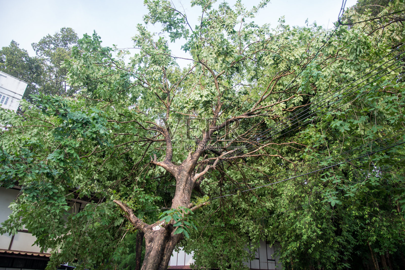 暴风雨过后的树折断了。照片摄影图片