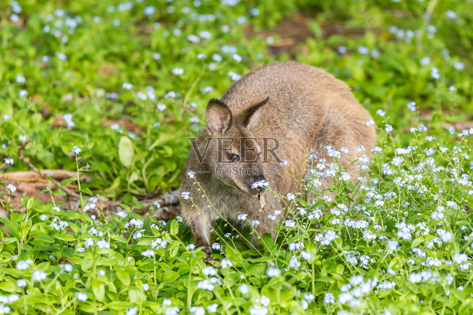 小袋鼠闻着草地上的花照片摄影图片
