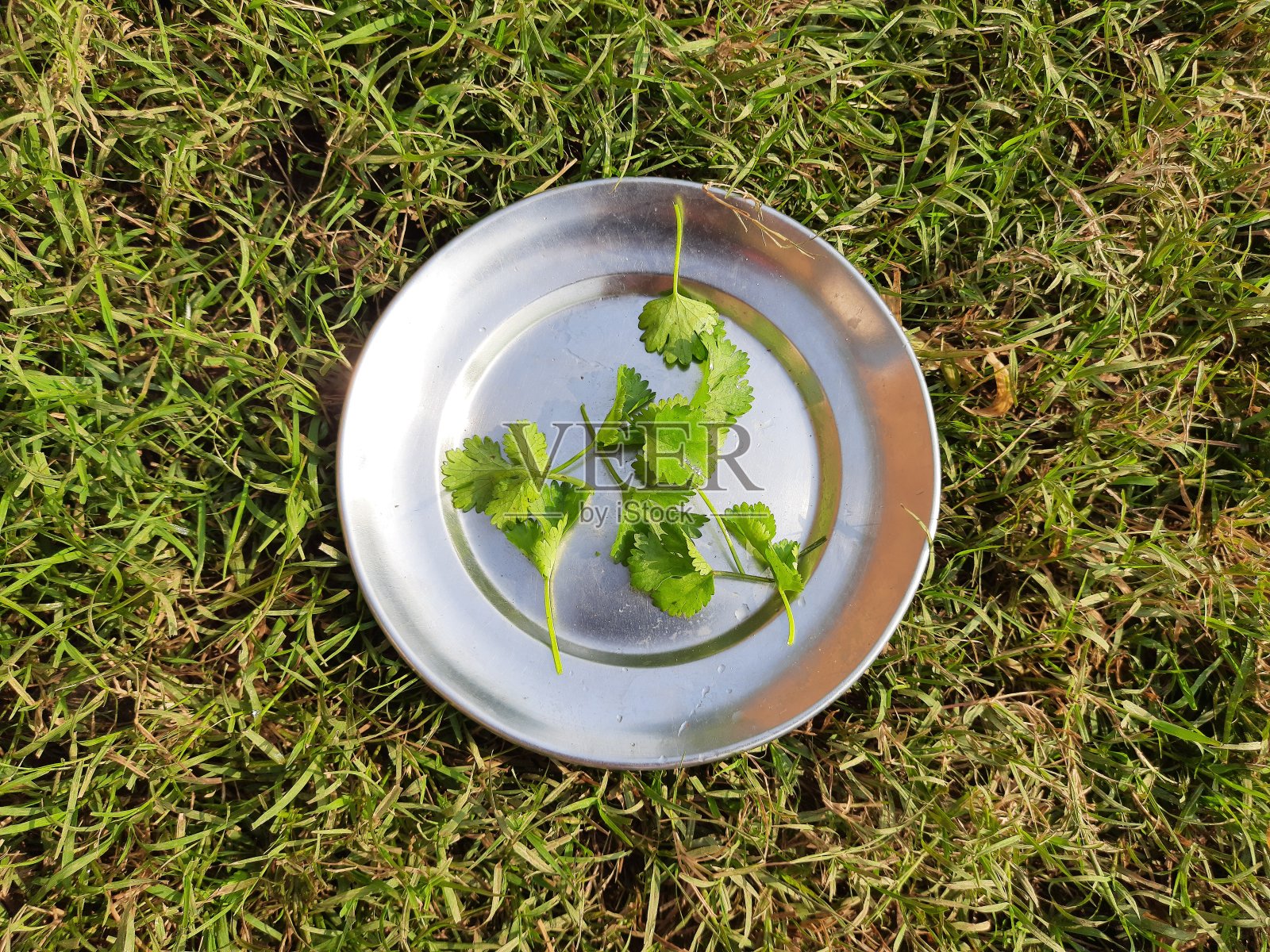 绿草背景下的盘子上放着芫荽叶。照片摄影图片