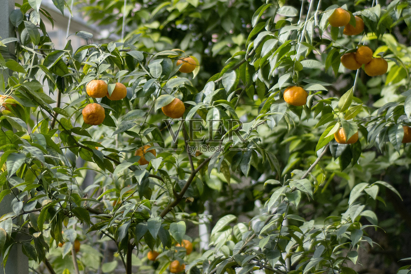 橘子在树上照片摄影图片