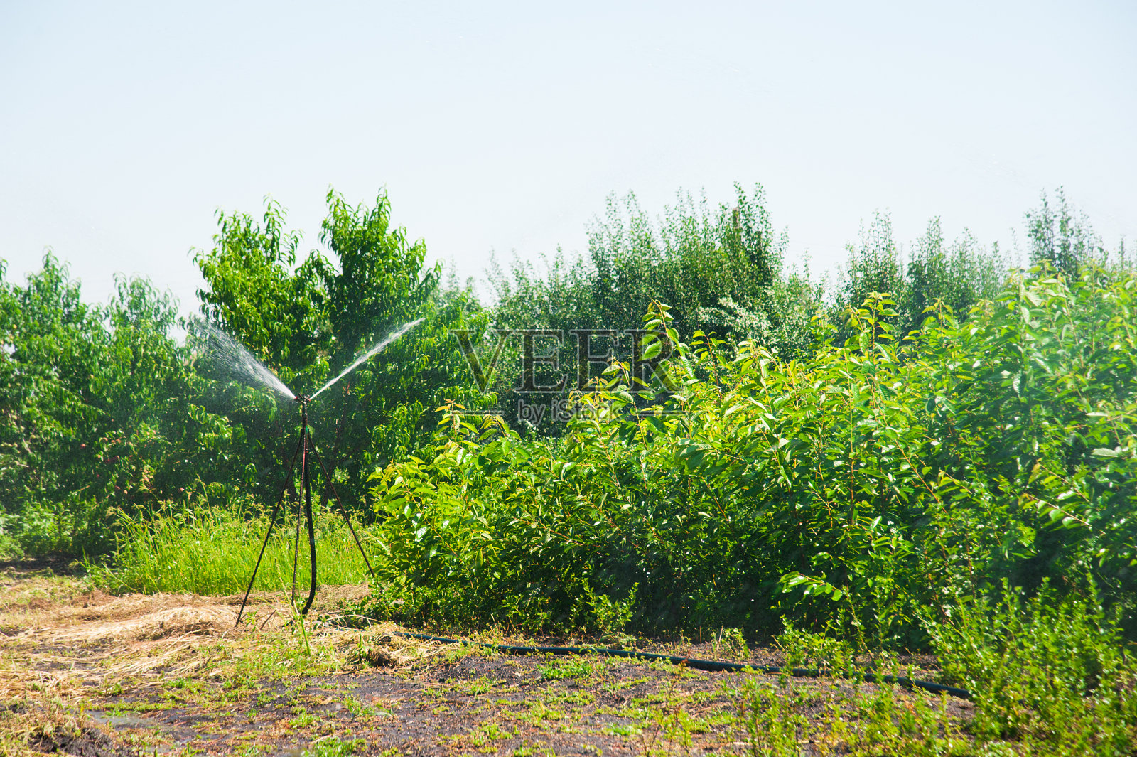 幼林生长照片摄影图片