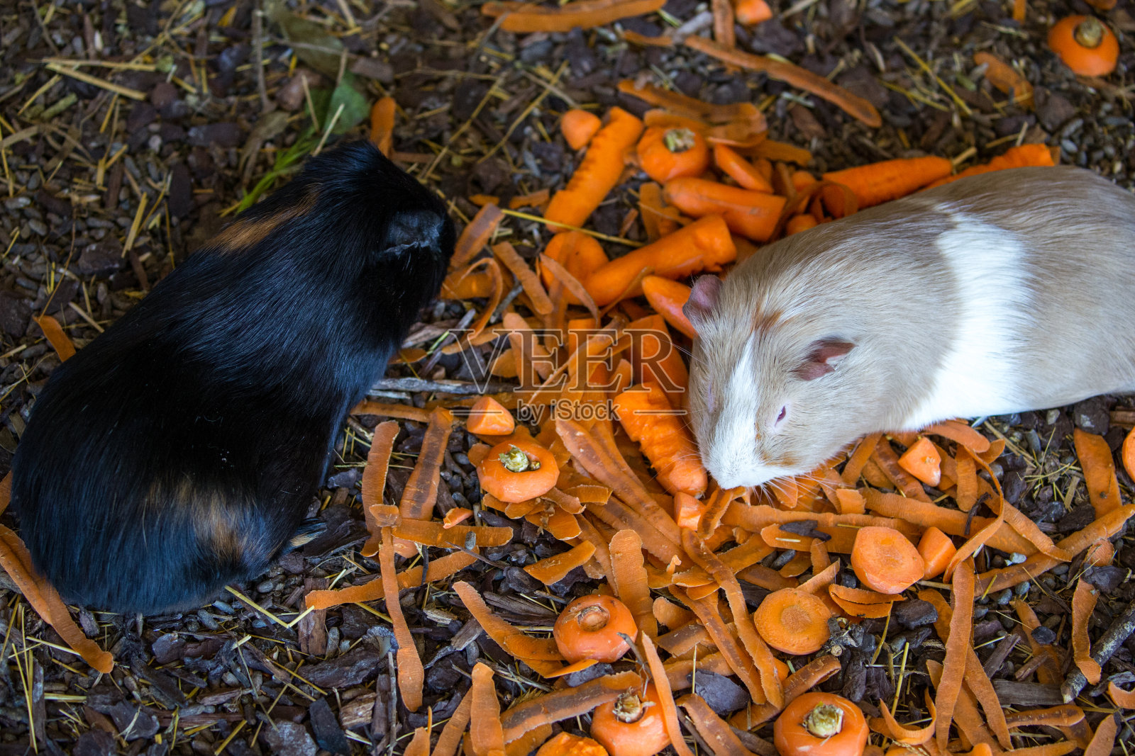 澳大利亚:豚鼠照片摄影图片