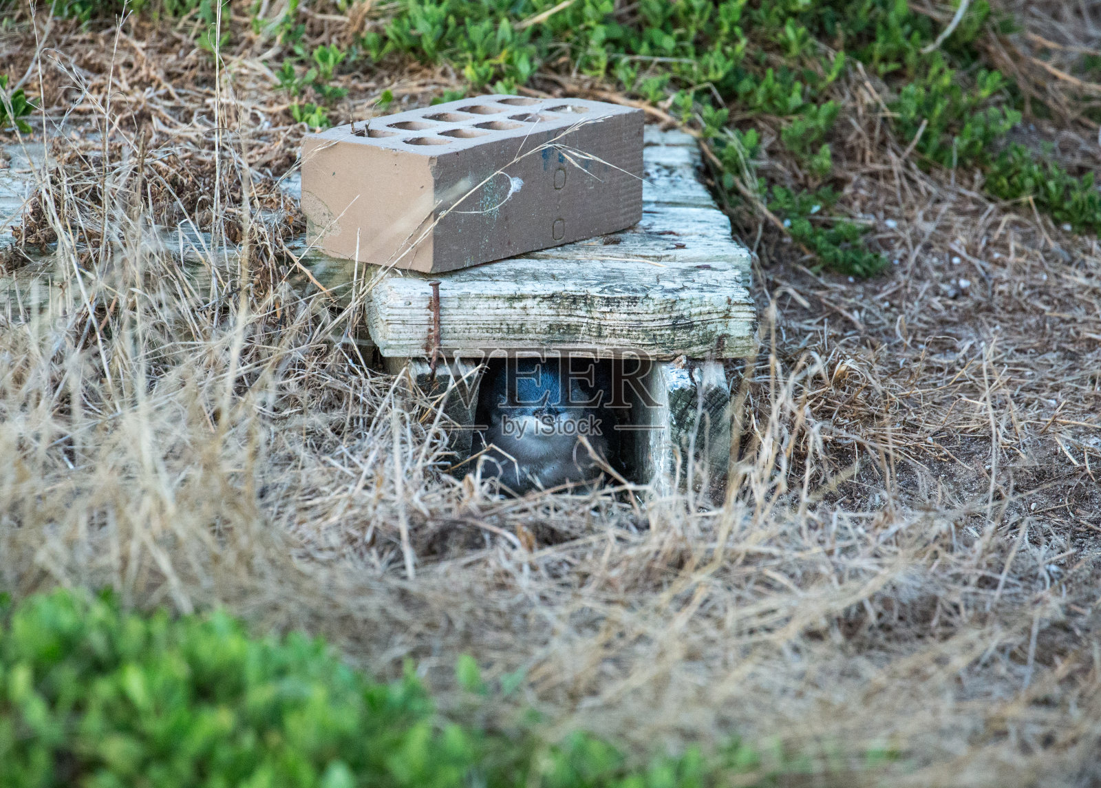 澳大利亚:仙企鹅照片摄影图片