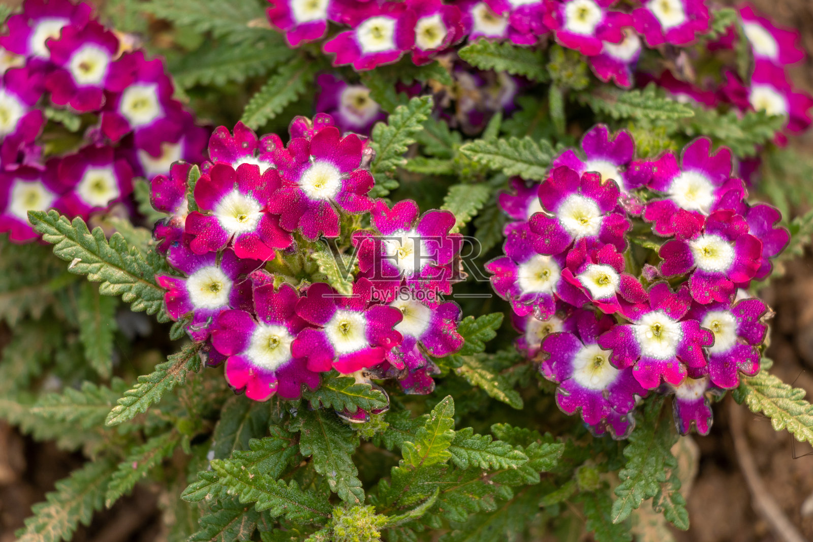 紫色的马鞭草花，美丽的马鞭草花上的马鞭草。照片摄影图片