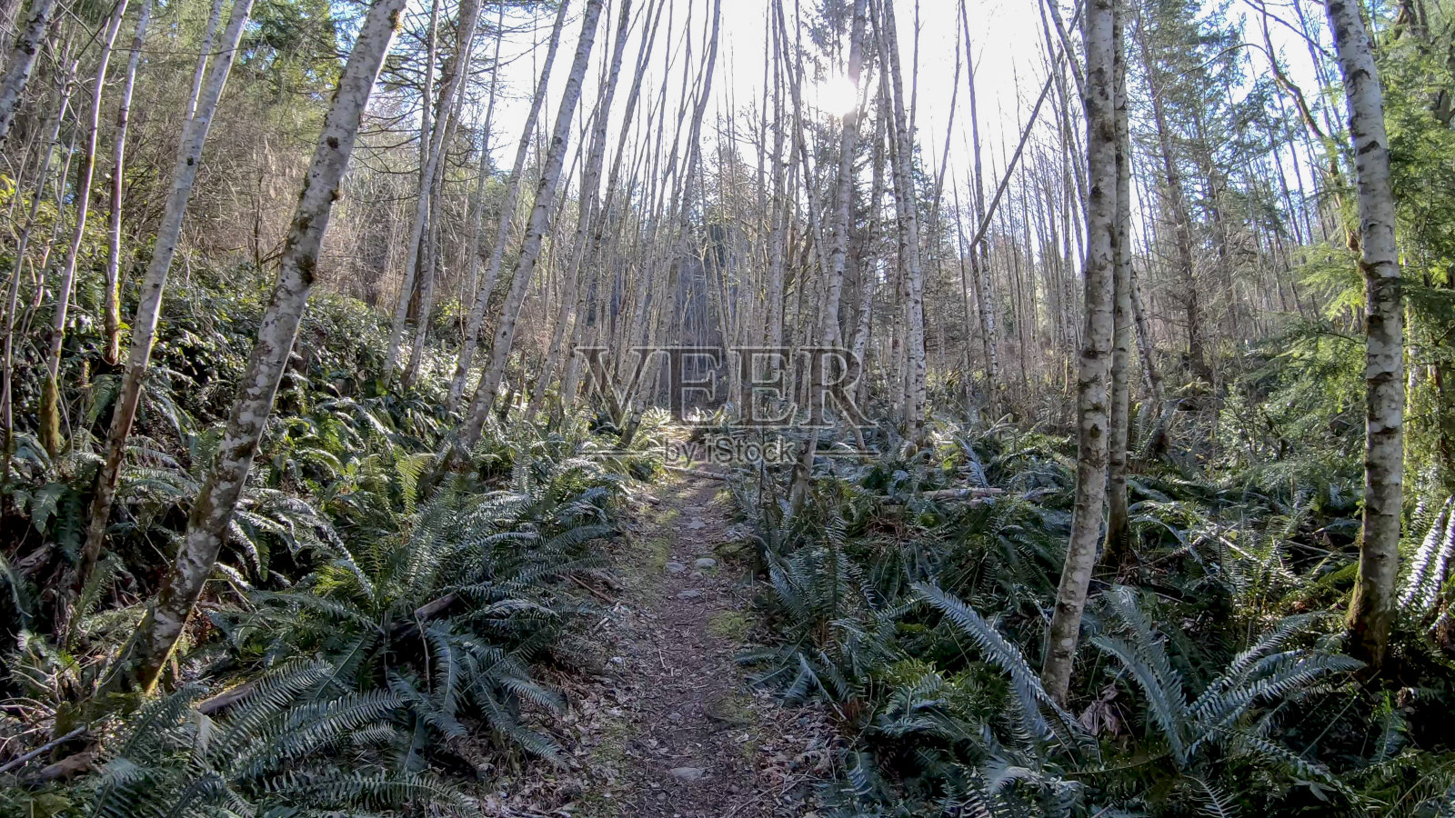 阳光普照的森林和小径照片摄影图片