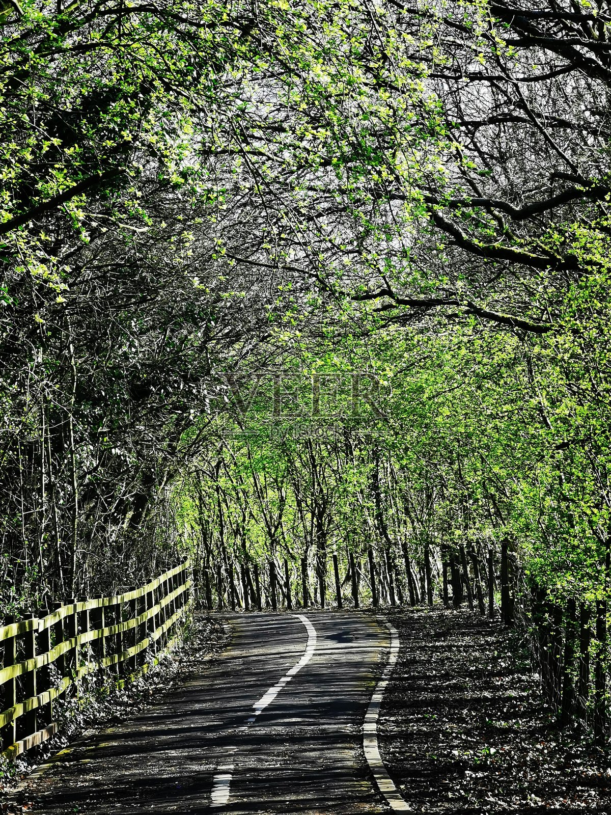 新鲜的绿叶显示照片摄影图片