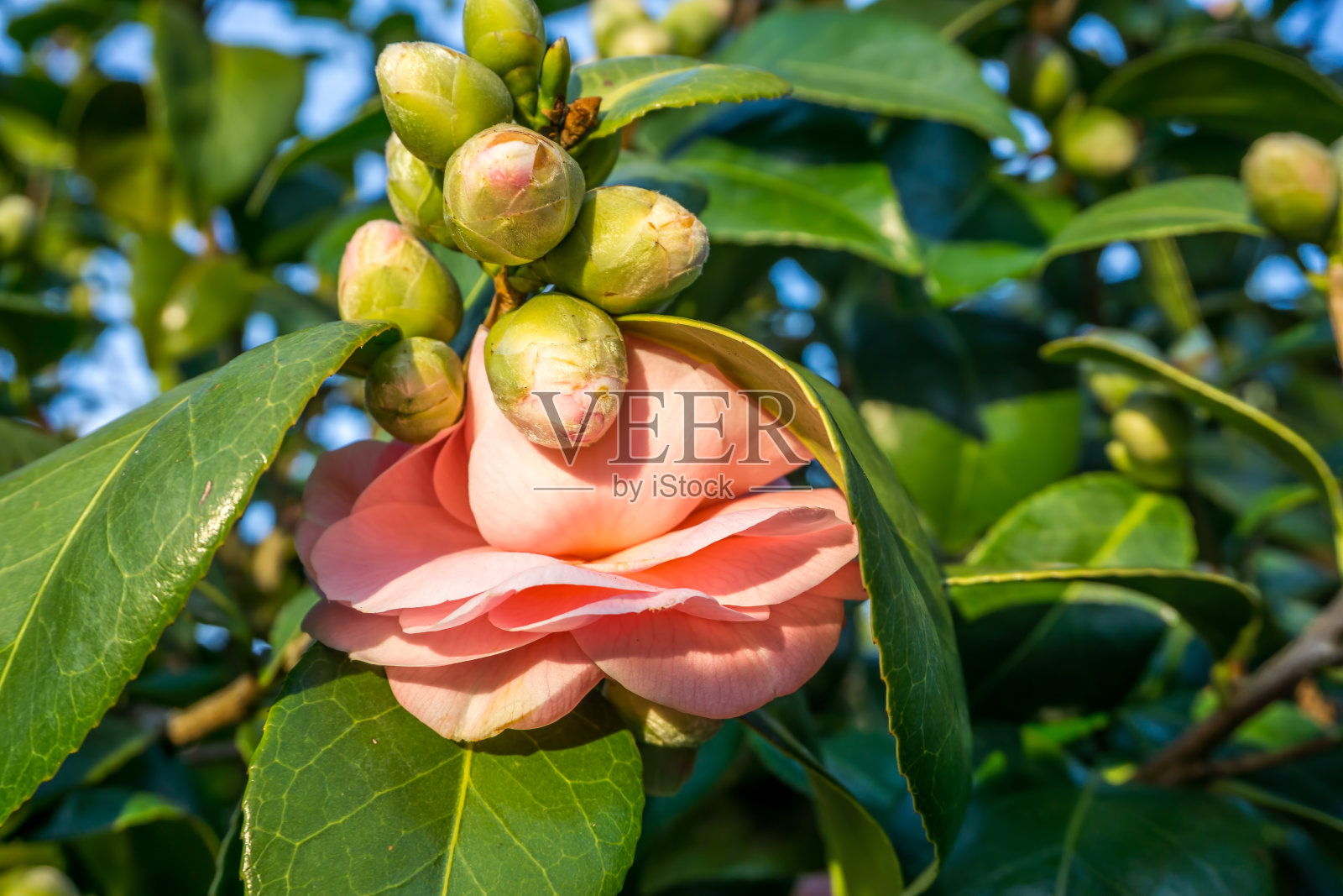 花蕾和花朵照片摄影图片