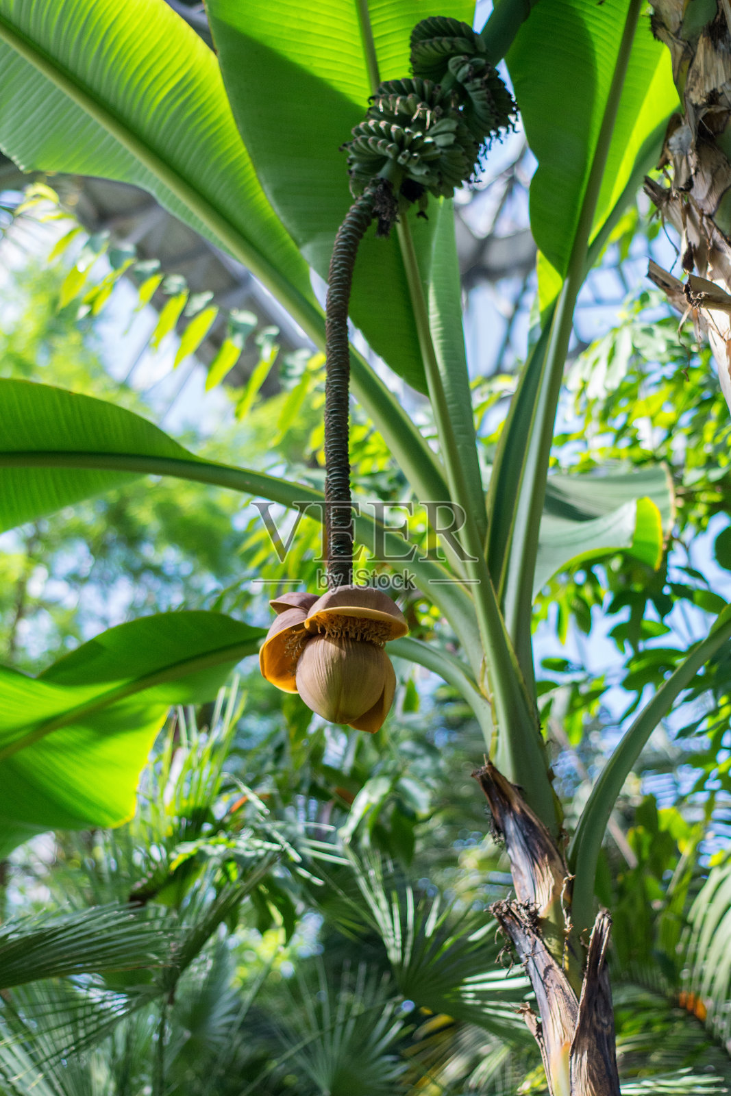 穆萨巴苏照片摄影图片