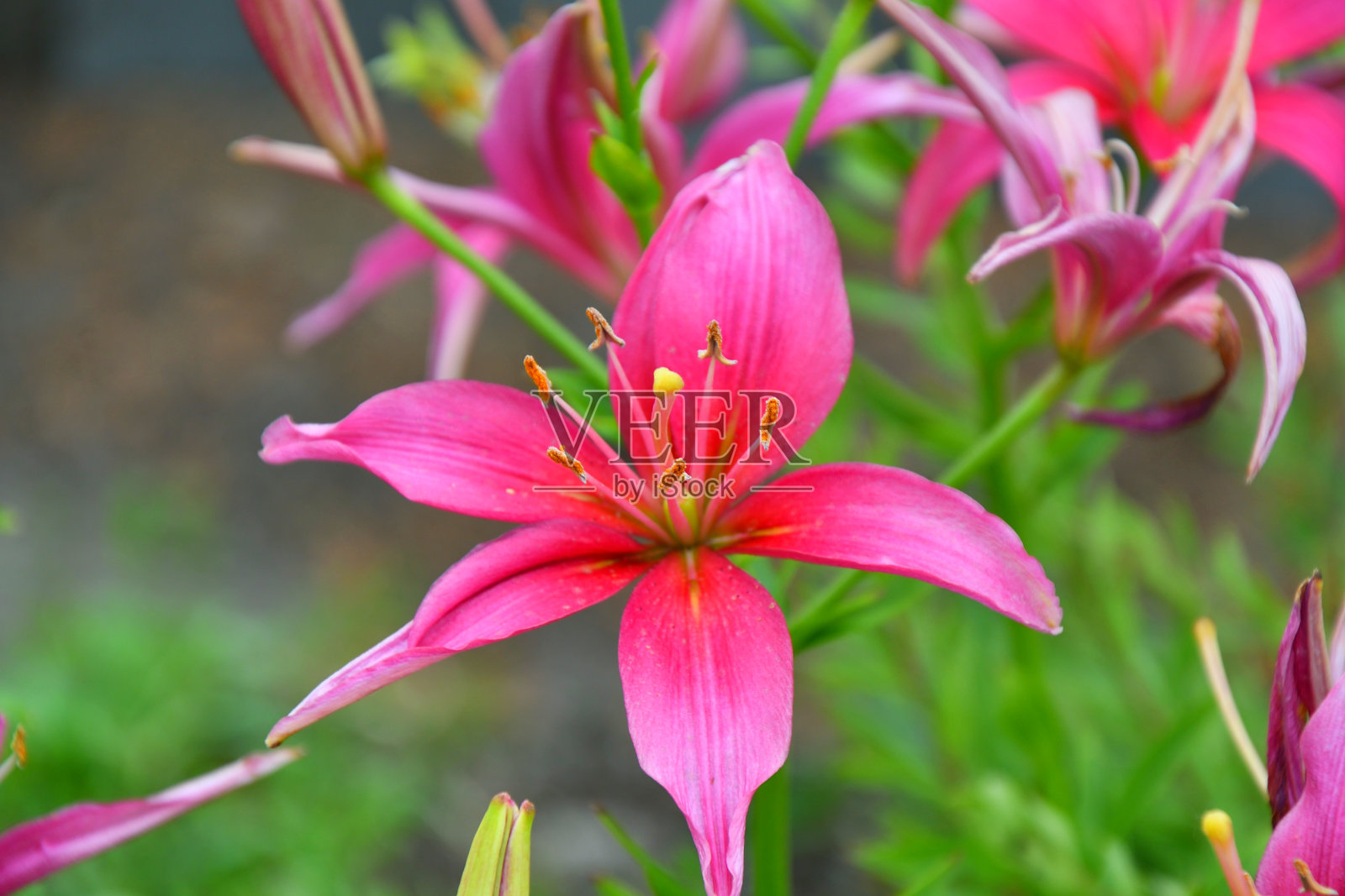莉莉的粉红色照片摄影图片