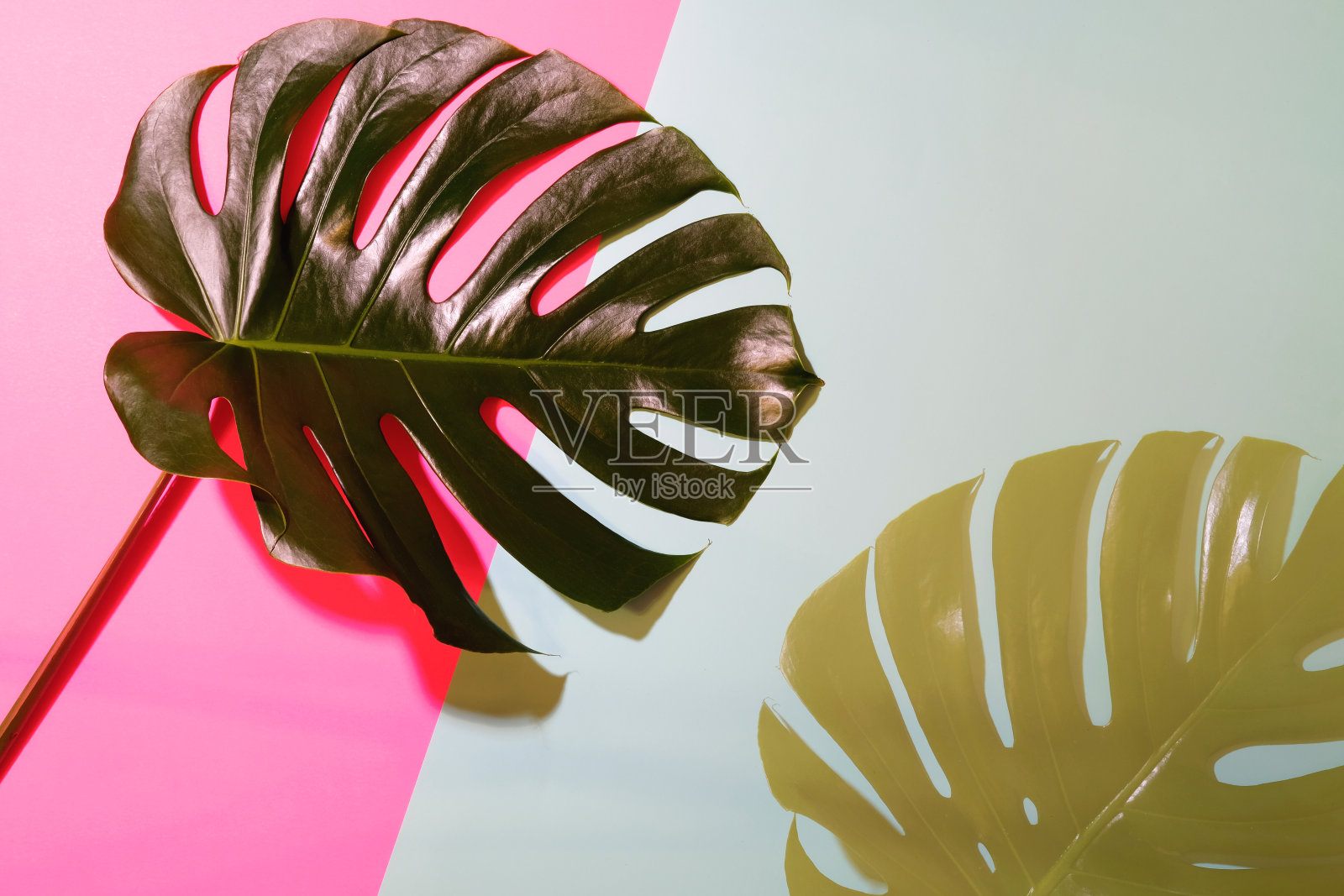 珊瑚色和灰色背景下逆光龟背竹叶的轮廓照片摄影图片