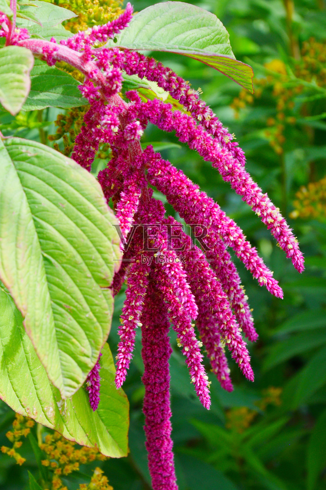 苋菜在夏季的花园里长尾照片摄影图片