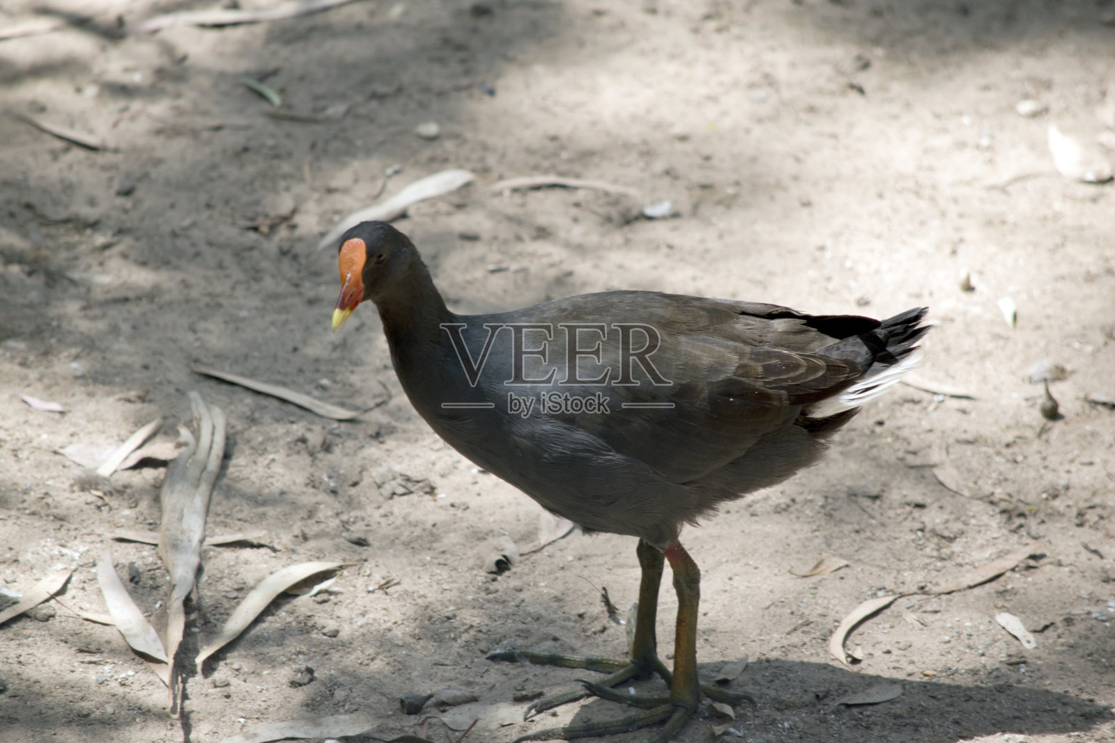 这是一只深色摩尔母鸡的侧视图照片摄影图片