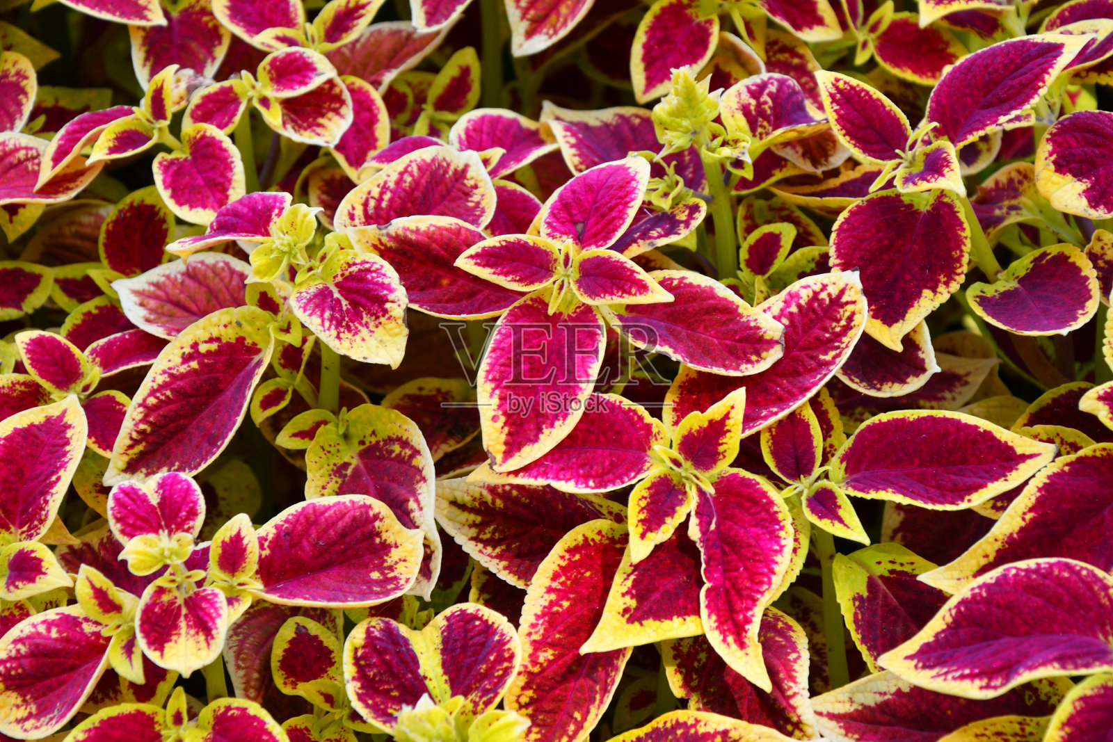 叶色为紫黄色照片摄影图片