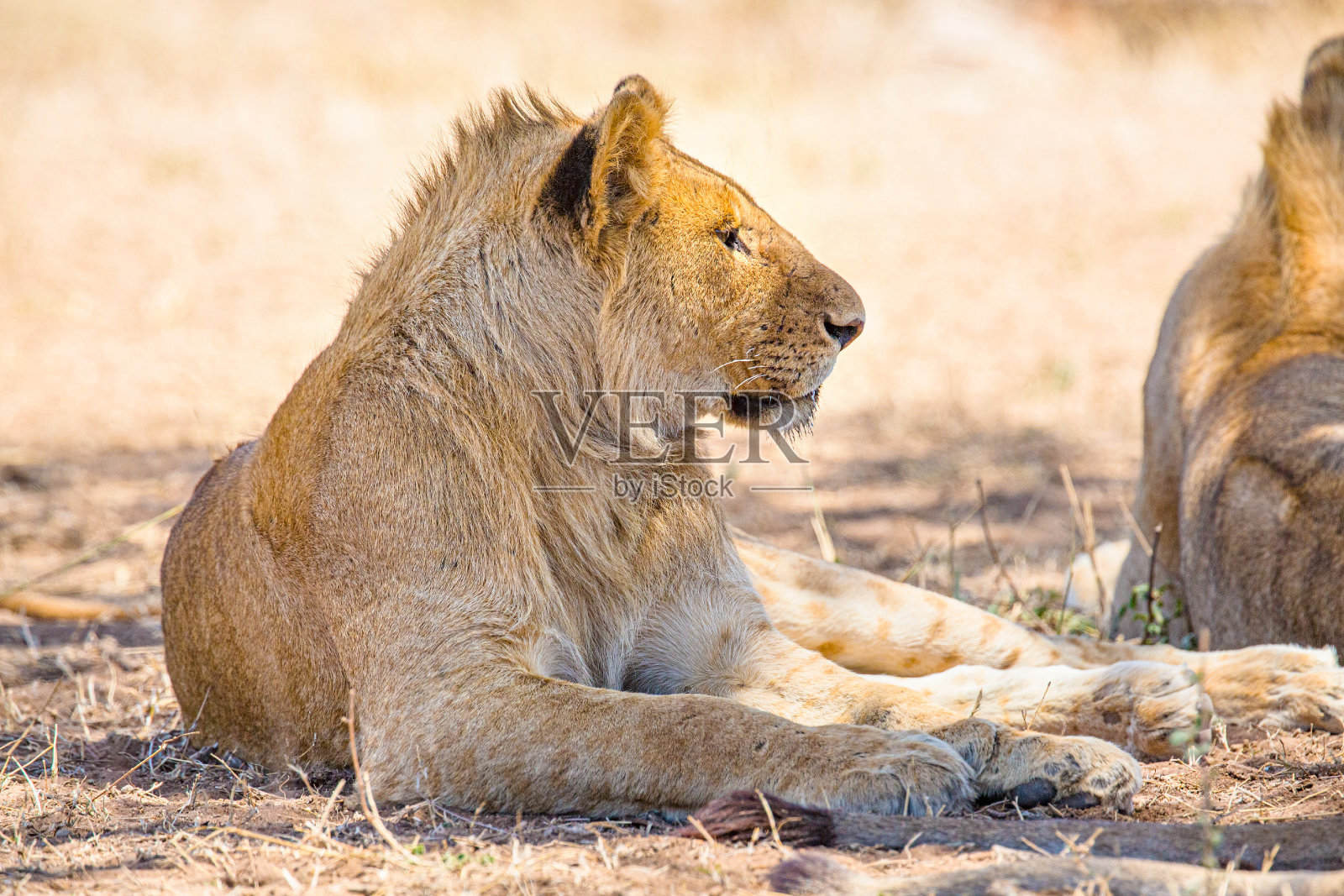 美丽的年轻雄狮在塞伦盖蒂休息照片摄影图片