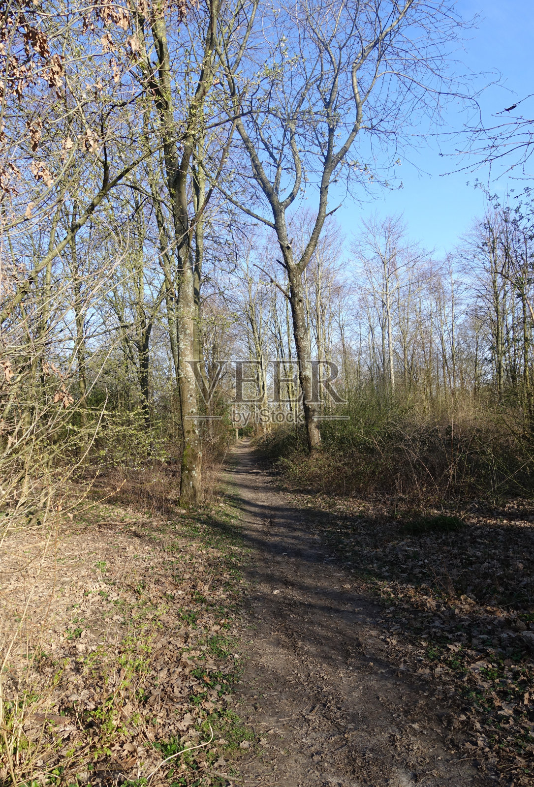 土路两旁的树木没有叶子的春天季节照片摄影图片