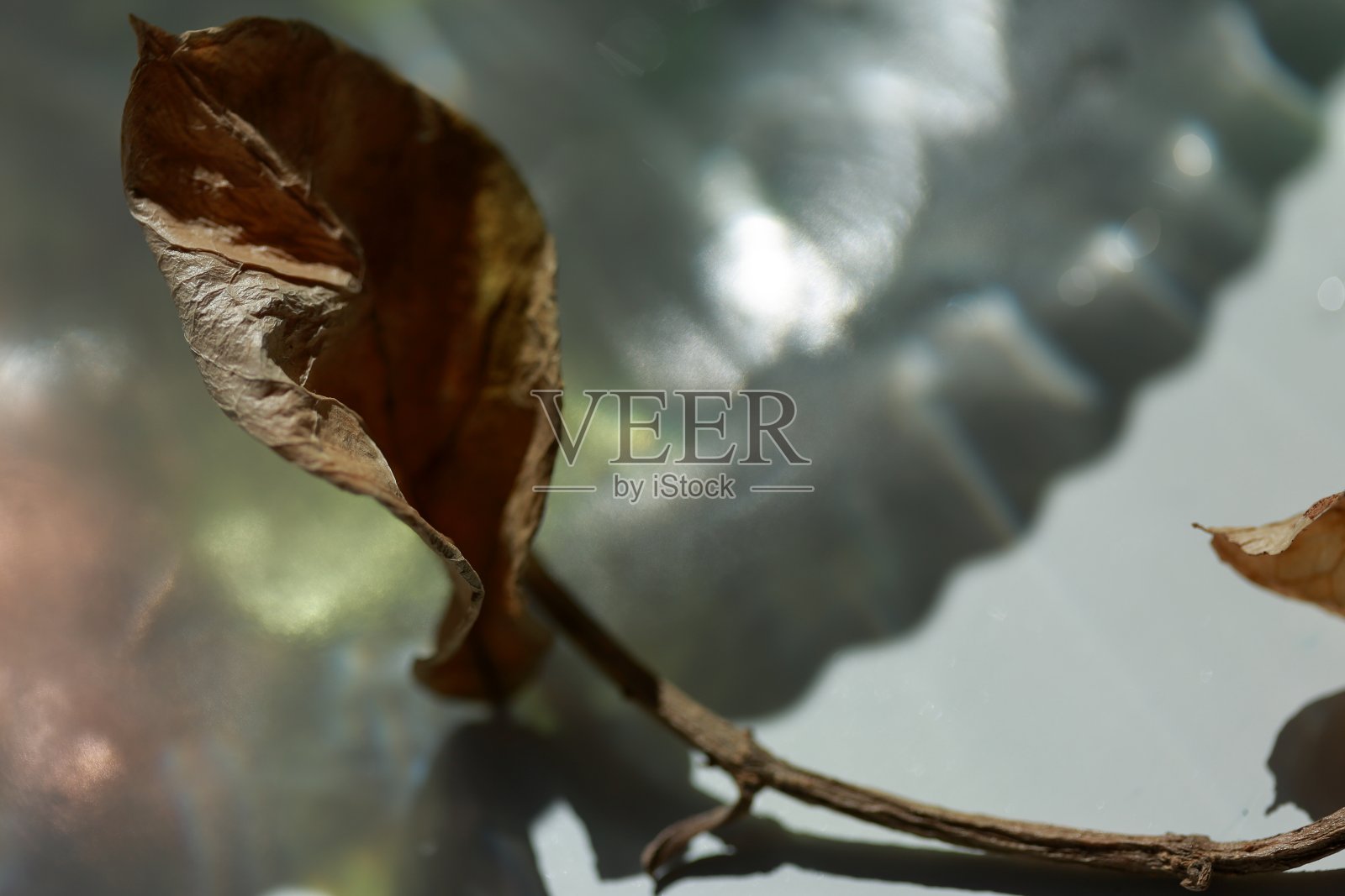 阳光下的瞬间照片摄影图片