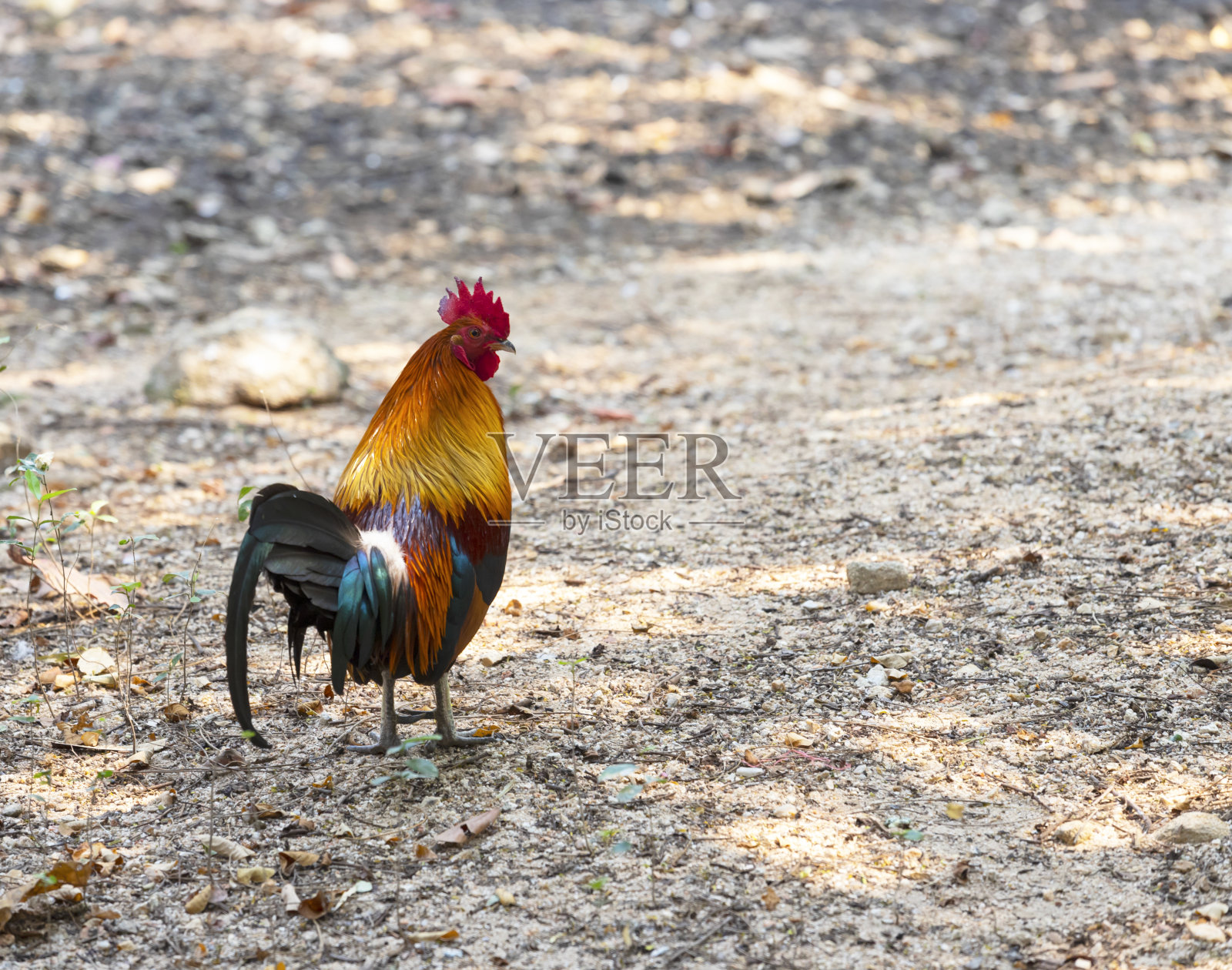 泰国鸡动物翅膀红色照片摄影图片