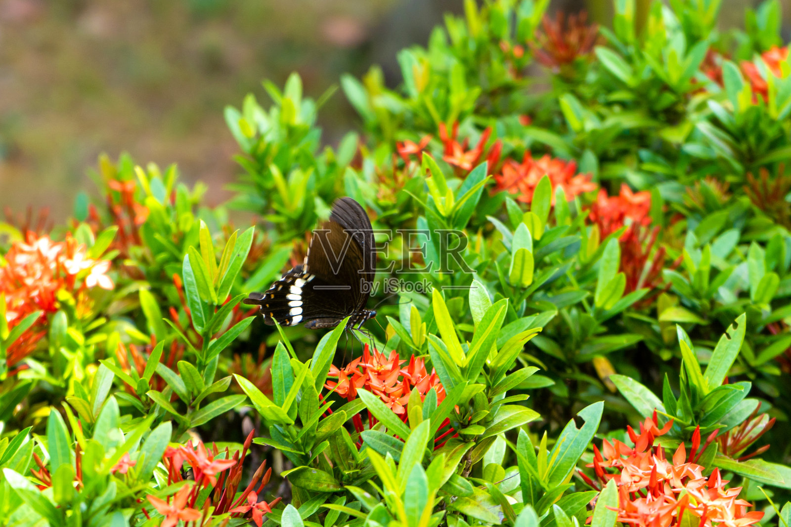 令人难以置信的美丽的一天，热带蝴蝶Papilio maackii传粉花。黑白蝴蝶从花中吸食花蜜。色彩和自然之美照片摄影图片