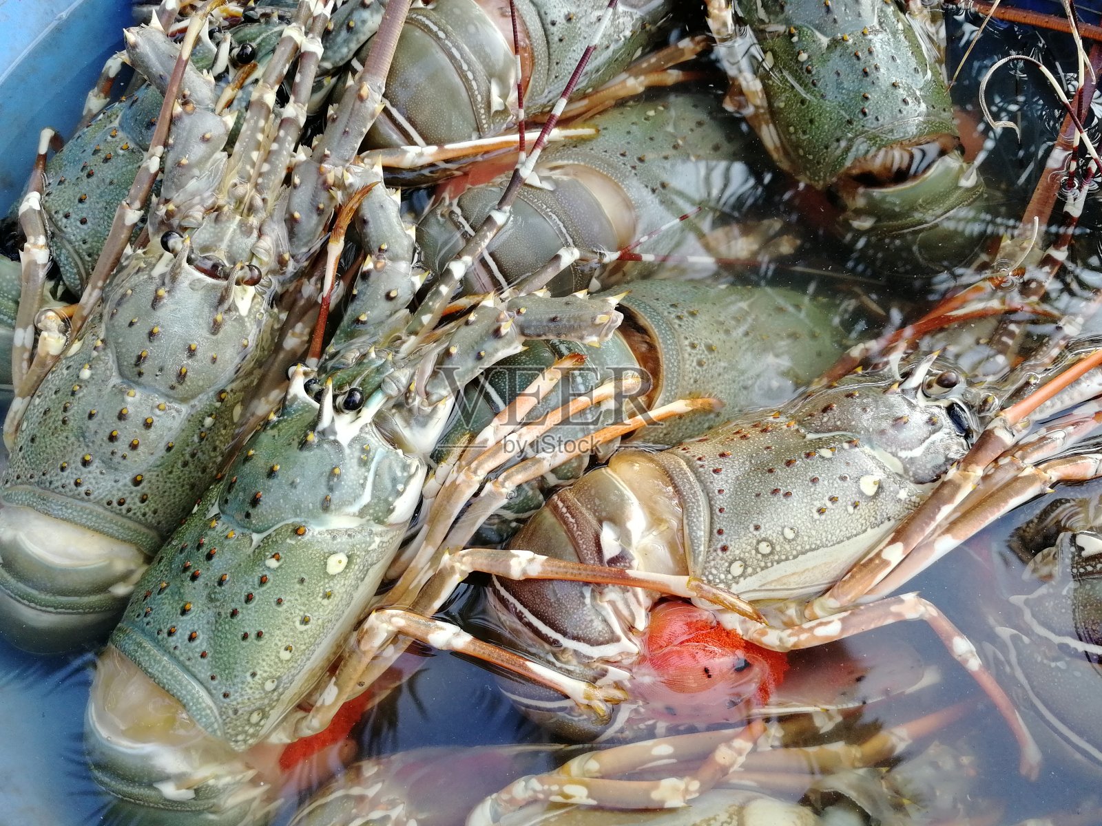 巨大的新鲜捕获的巨型虾特写出售。照片摄影图片