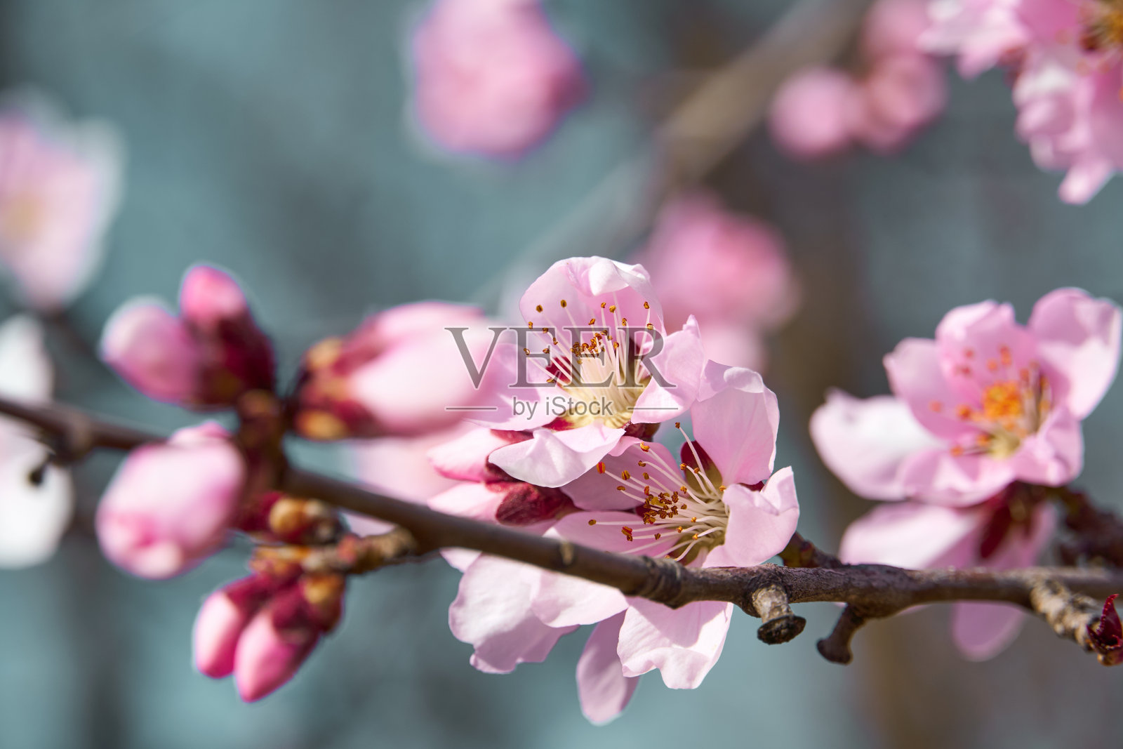 鲜艳的粉红色和白色的花树上，盛开，春天的风景，美丽的背景照片摄影图片