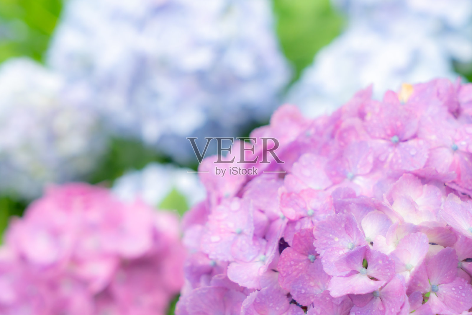 绣球花照片摄影图片