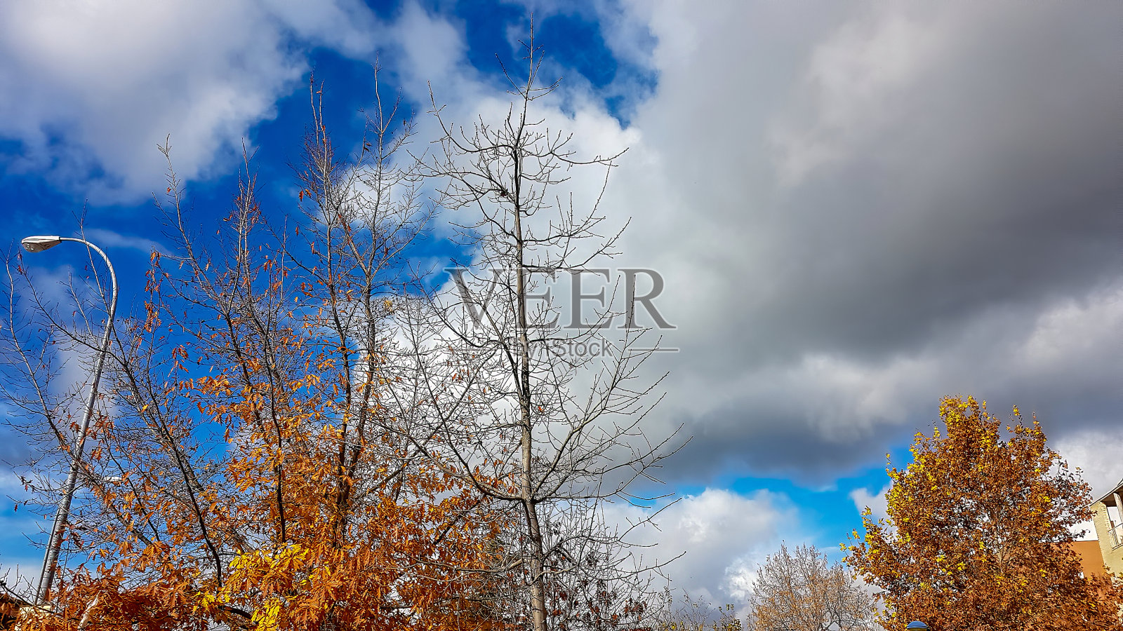 田野里的一棵干枯的树，背景是蓝天照片摄影图片